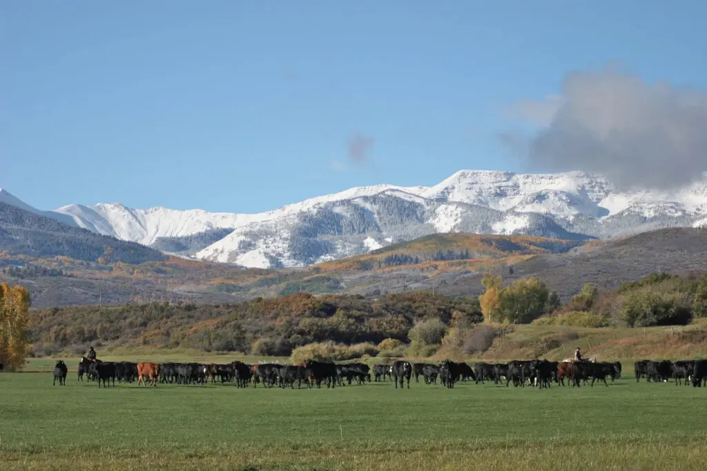 McCabe Ranch wedding venue near Aspen with cattle ranch meadows and snow capped peaks