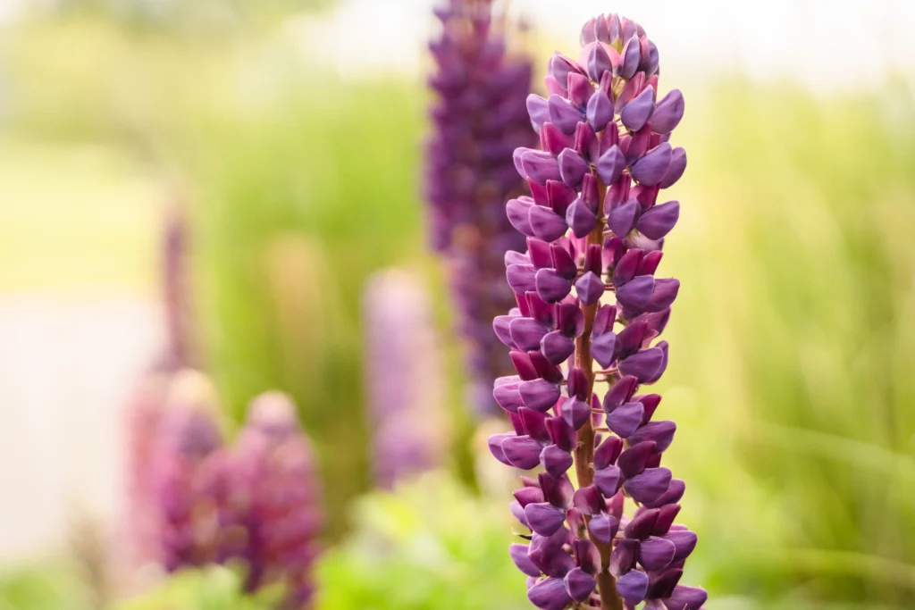 A vibrant, vertical close-up of purple lupine flowers blooming in a field, capturing the natural floral beauty of a Chaparral Ranch Wedding.
